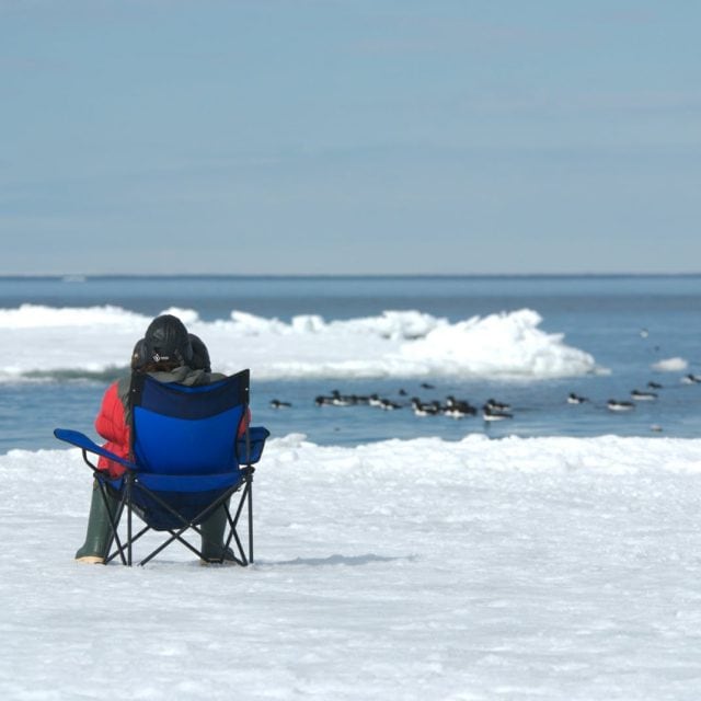 Watching Thick-billed Murres at the floe edge