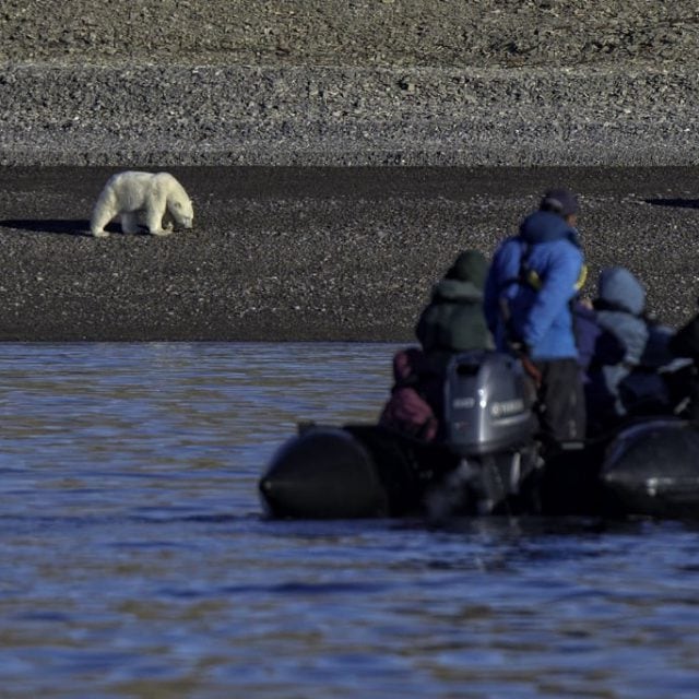 Polar bear watching