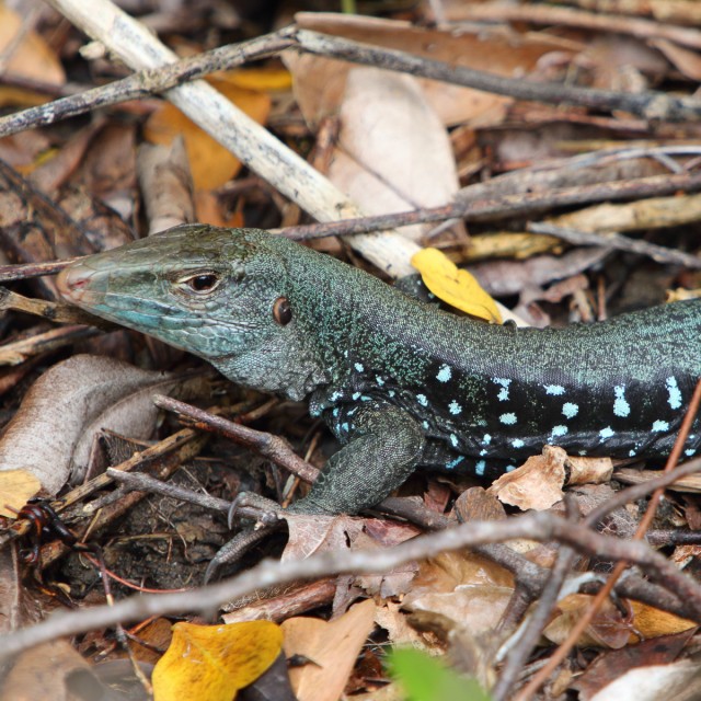 Dominican Ground Lizard