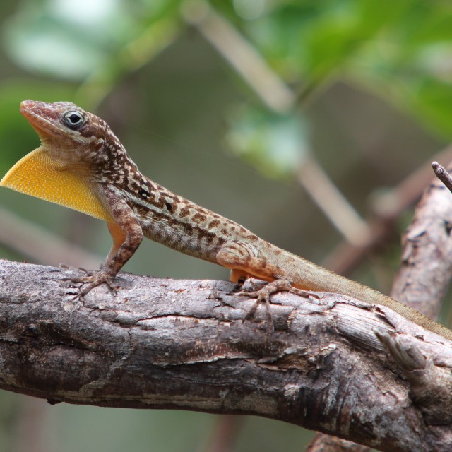 Dominican Anole