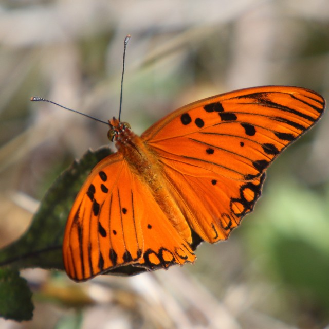 Gulf Fritillary