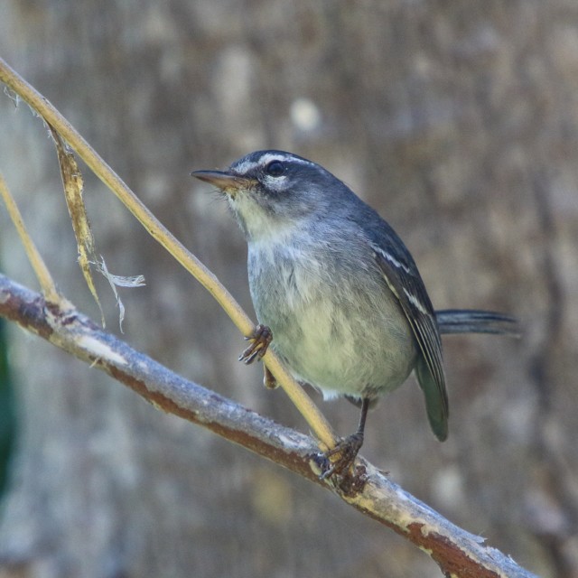 Plumbeous Warbler