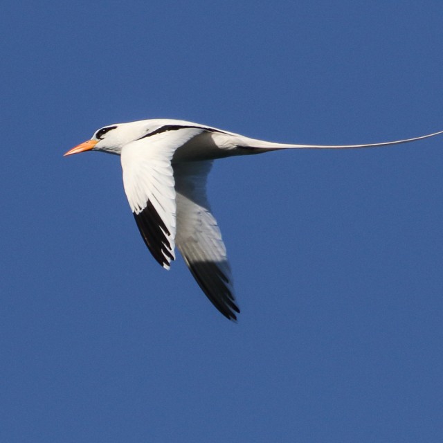 White-tailed Tropicbird
