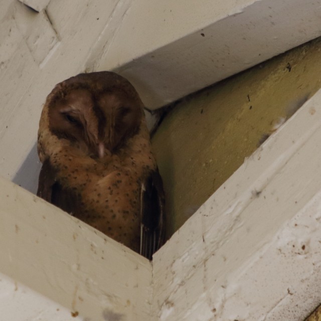 Barn Owl