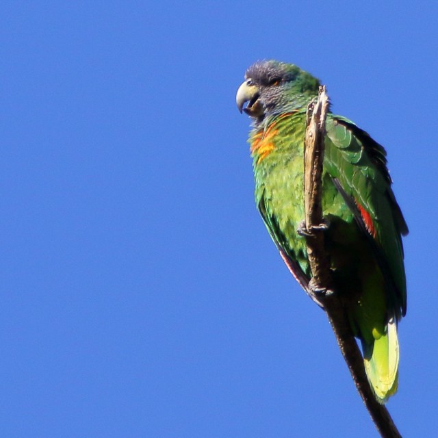 Red-necked Parrot