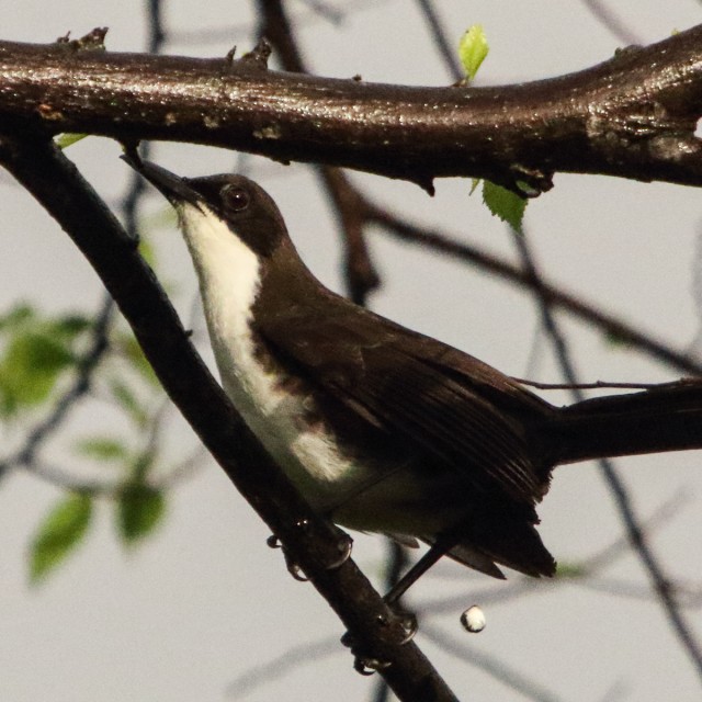 White-breasted Thrasher