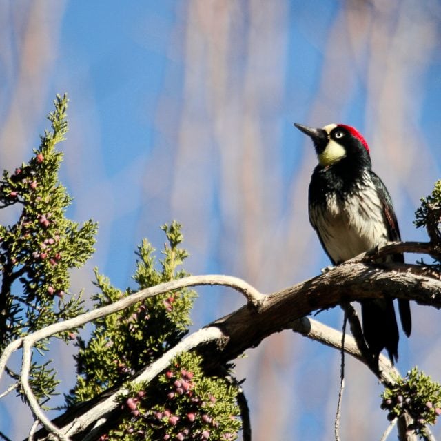 Acorn Woodpecker