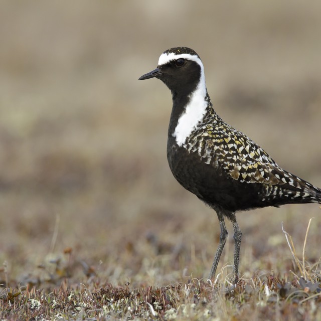 American Golden Plover