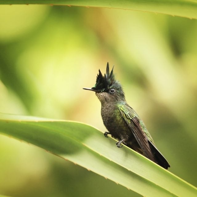 Antillean Crested Hummingbird