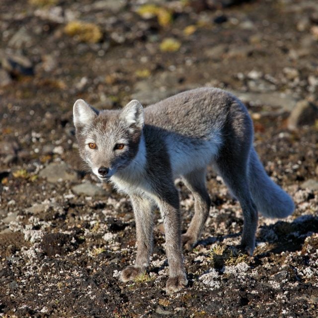 Arctic Fox