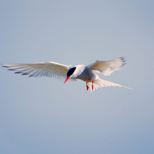 Arctic tern