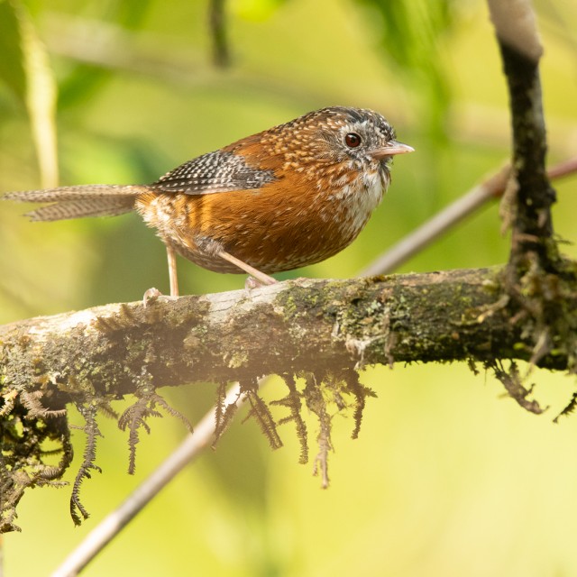 Bar-winged Wren-babbler