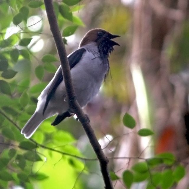 Bearded Bellbird
