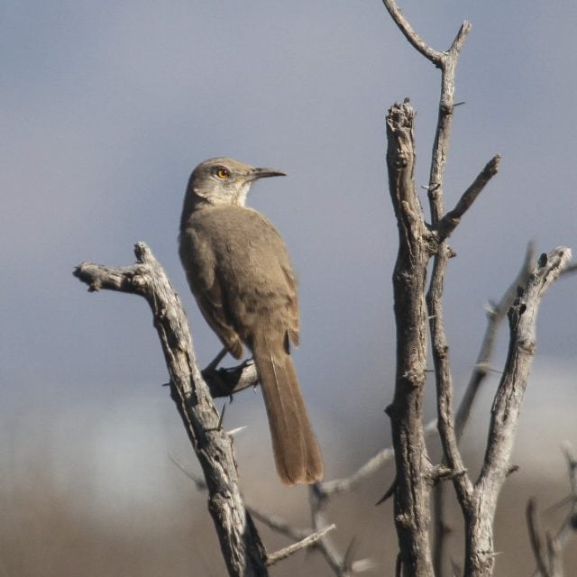 Bendire's Thrasher