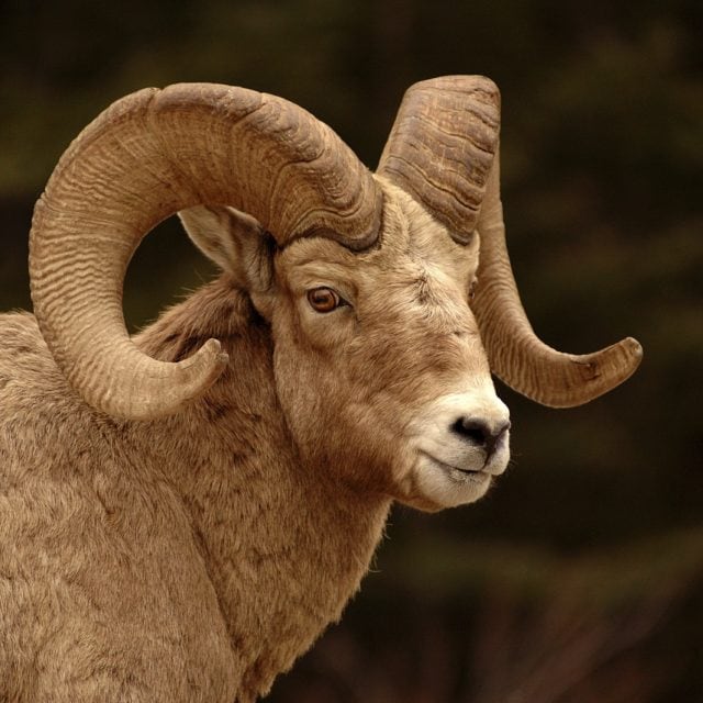 Bighorn Sheep