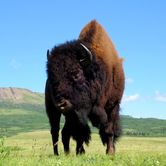 Bison Waterton National Park