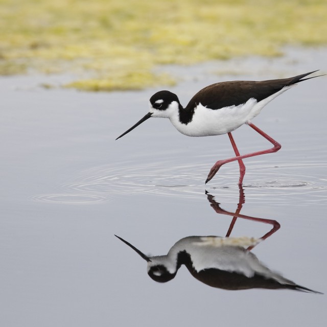 Black-necked Stilt