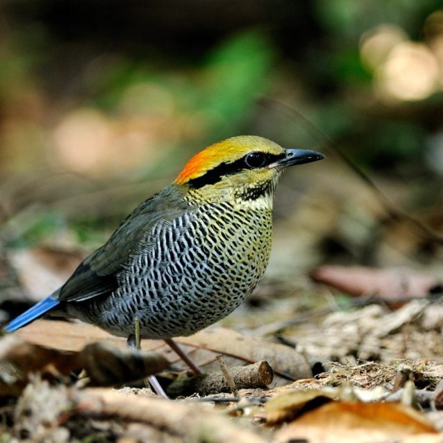 Blue Pitta