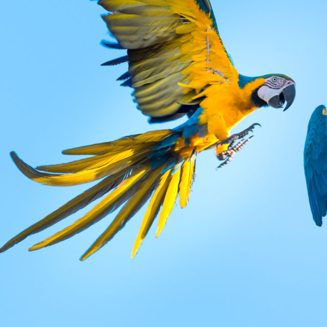 Blue-and-yellow Macaws