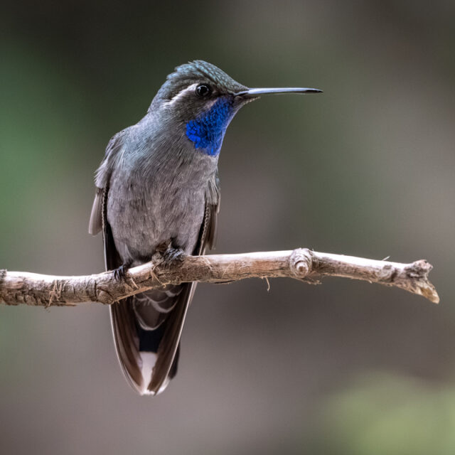 Blue-throated Mountain-gem