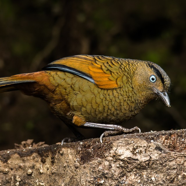 Blue-winged Laughingthrush