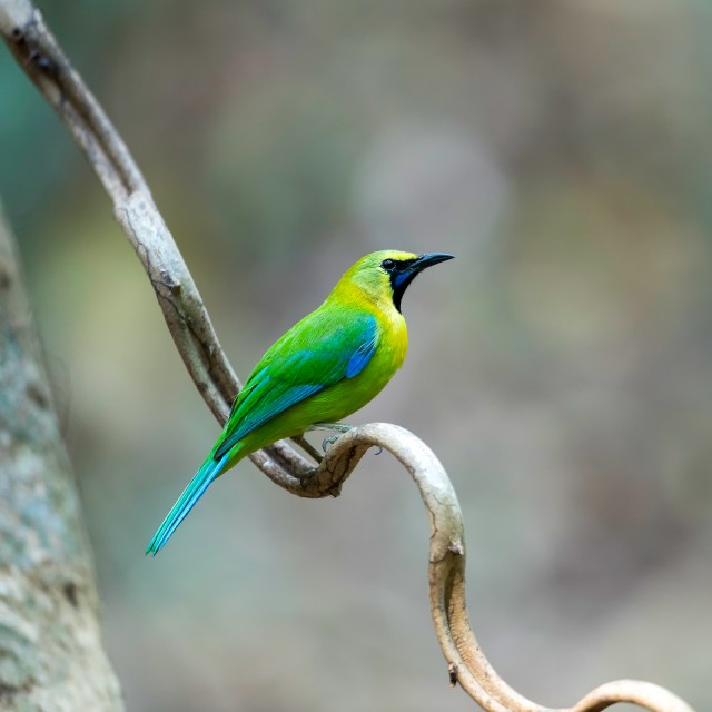 Blue-winged Leafbird on branch in nature.