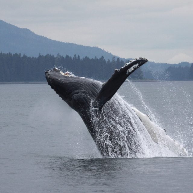 Humpback whale breaching