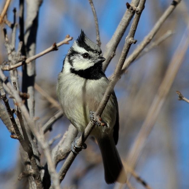 Bridled Titmouse