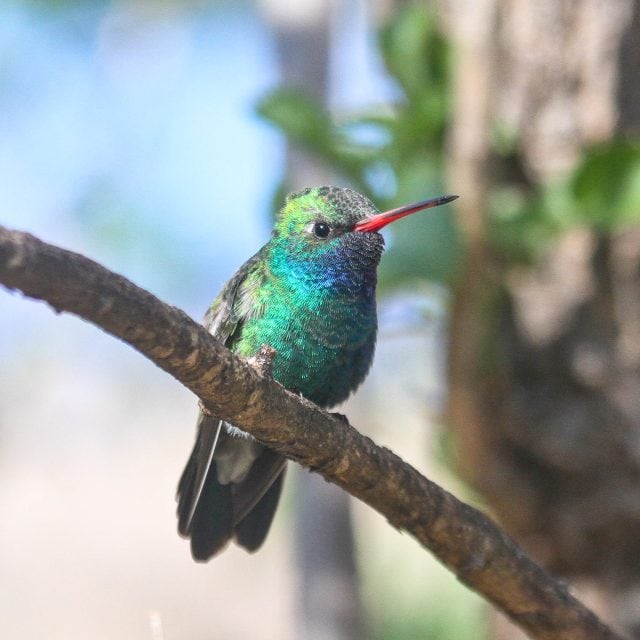 Broad-billed Hummingbird