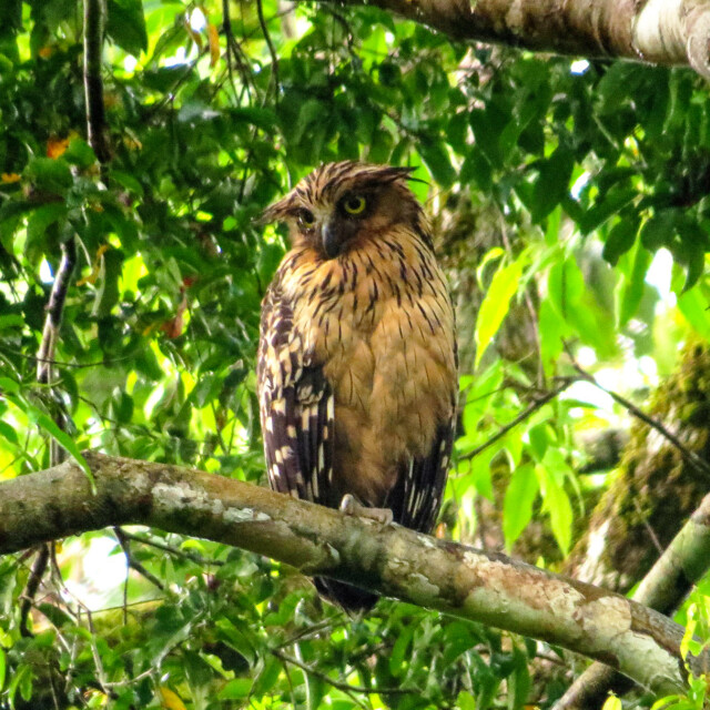 Buffy Fish-Owl