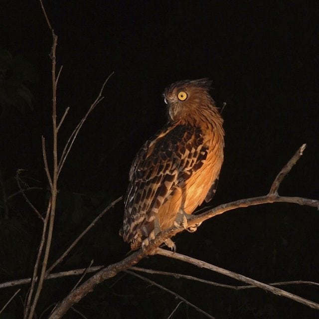 Buffy Fish Owl