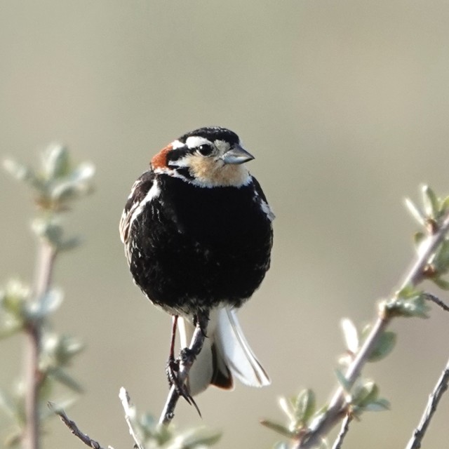 Chestnut-collared Longspur