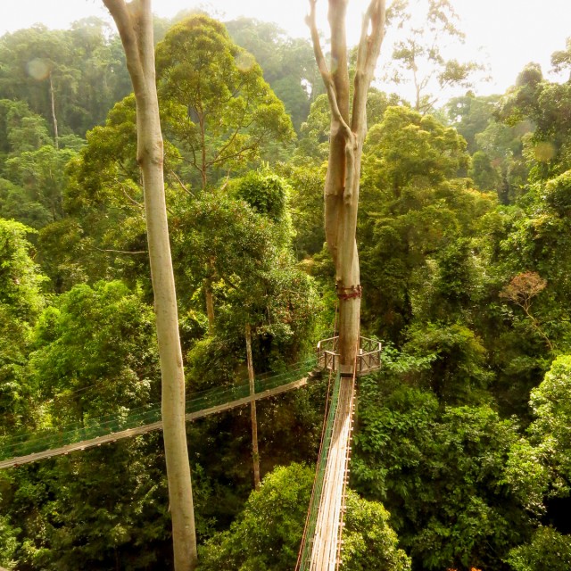 Canopy walk