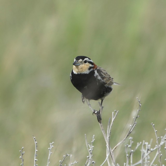 Chestnut-collared Longspur