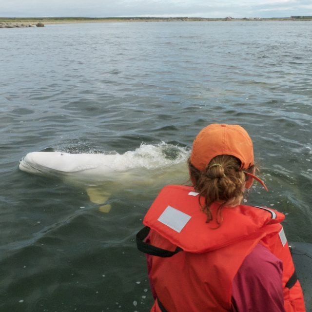 watching Belugas