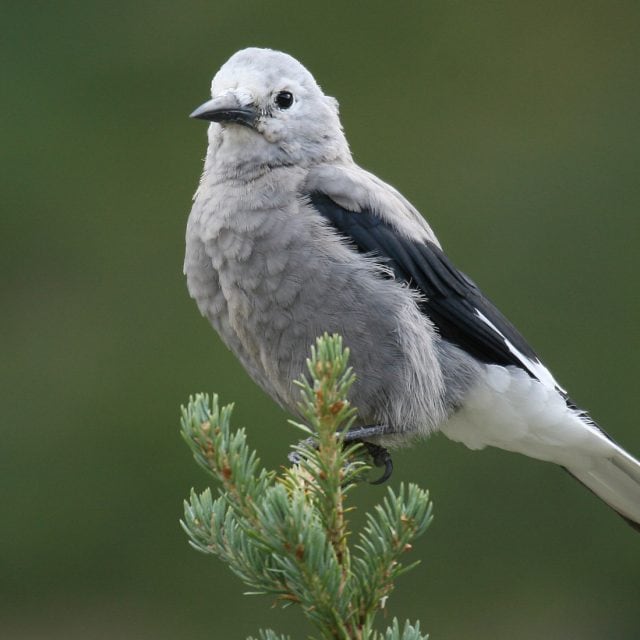 Clark's Nutcracker