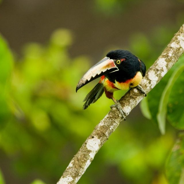 Collared Aracari