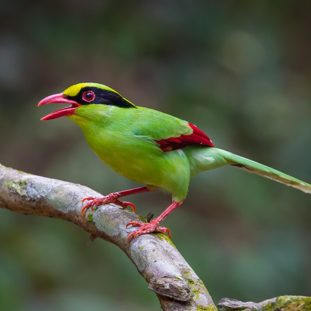 Common Green Magpie