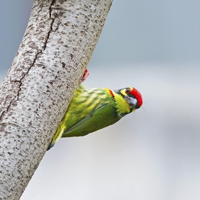 Coppersmith Barbet