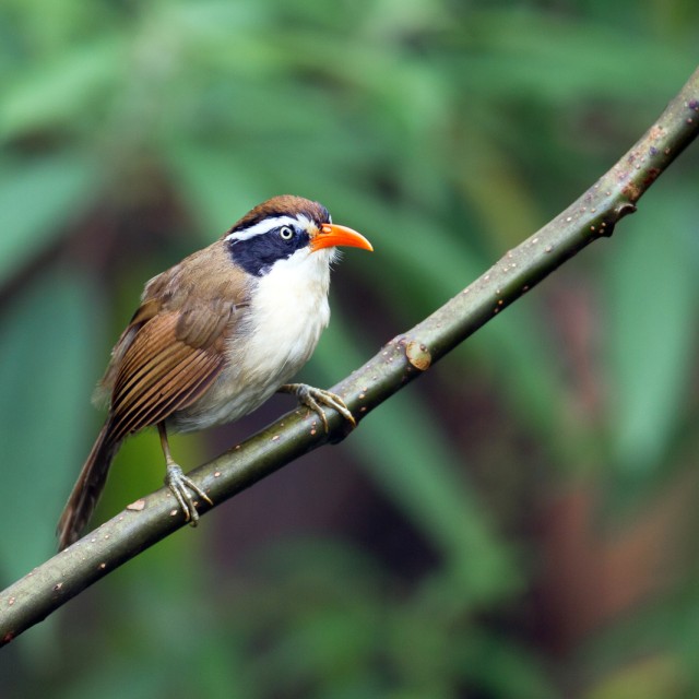 Coral-billed Scimitar Babbler