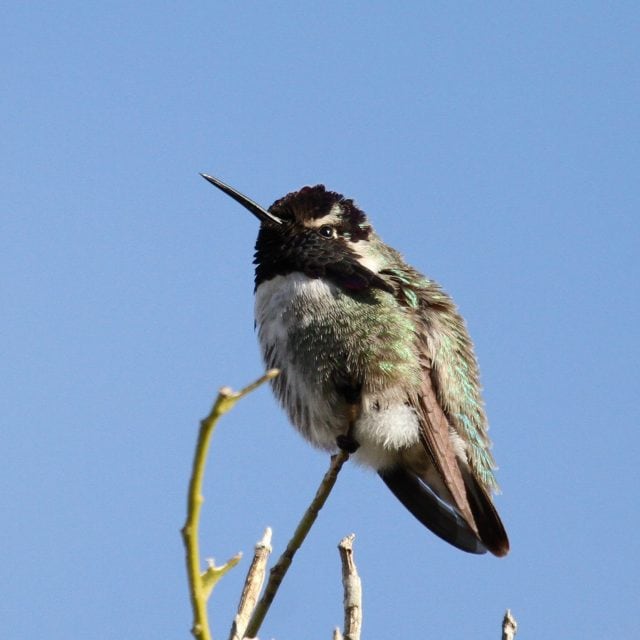Costa's Hummingbird