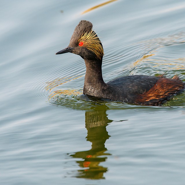 Eared Grebe