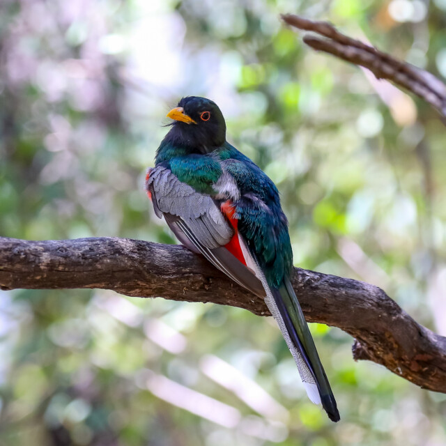 Elegant Trogon © Skye Haas
