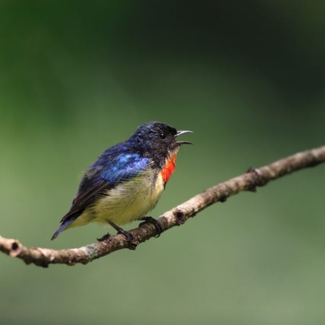 Fire-breasted Flowerpecker