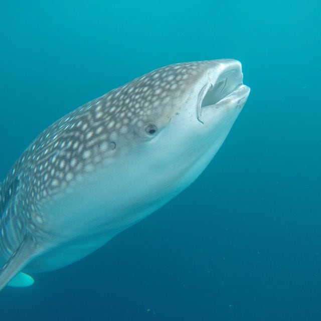 Whale shark