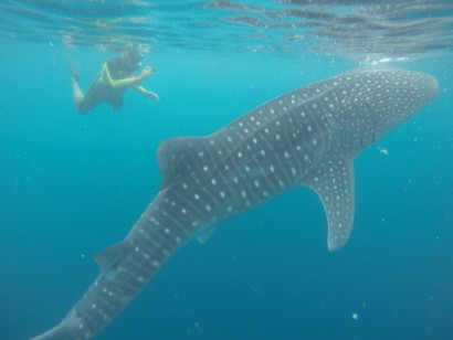 Indonesia Sailing: Whale Sharks & Birds-of-Paradise