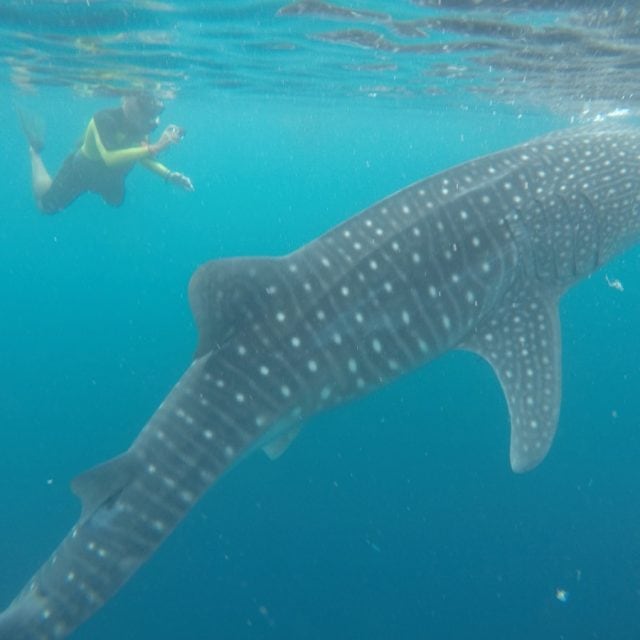 swimming with whale shark