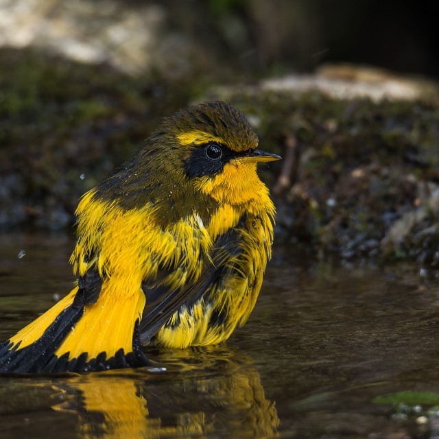 Golden Bush-Robin