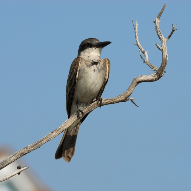 Gray Kingbird
