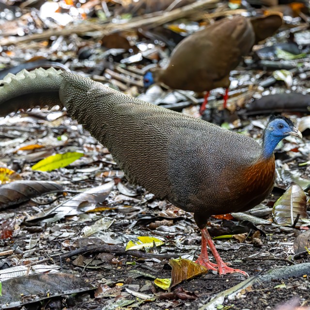 Great Argus in the deep jungle in Sabah, Borneo